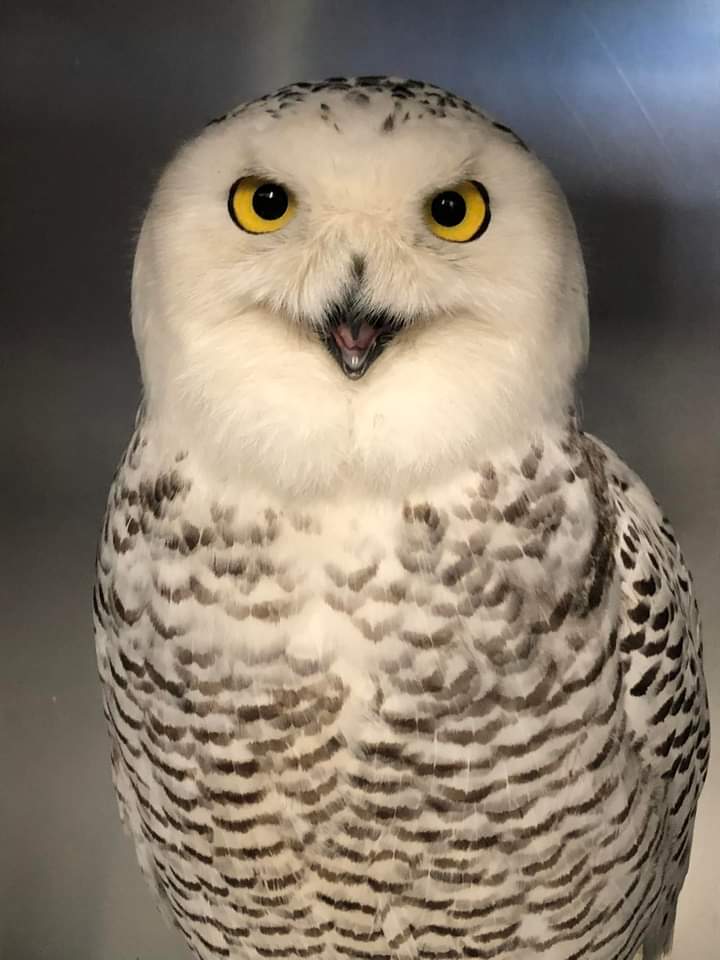 Hope for Wildlife to close education tours for the months of January and February due to COVID-19