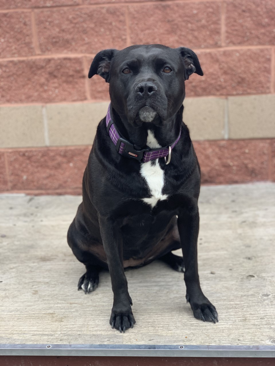 NS SPCA Adoptable Highlight - Keeta