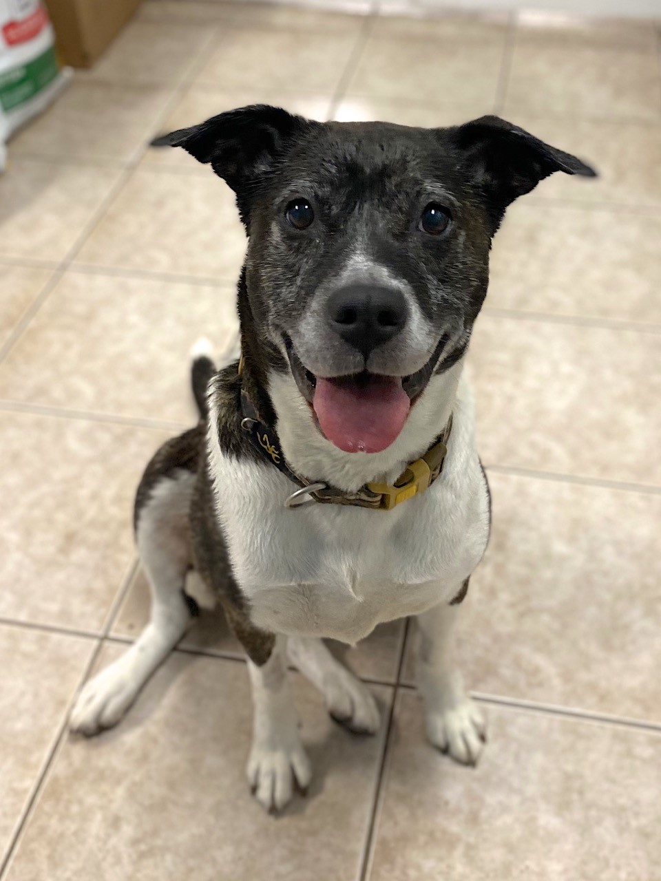 NS SPCA Adoptable Highlight - Bella