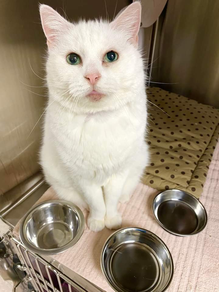 The Dartmouth SPCA was robbed. Yes, sadly you read that right
