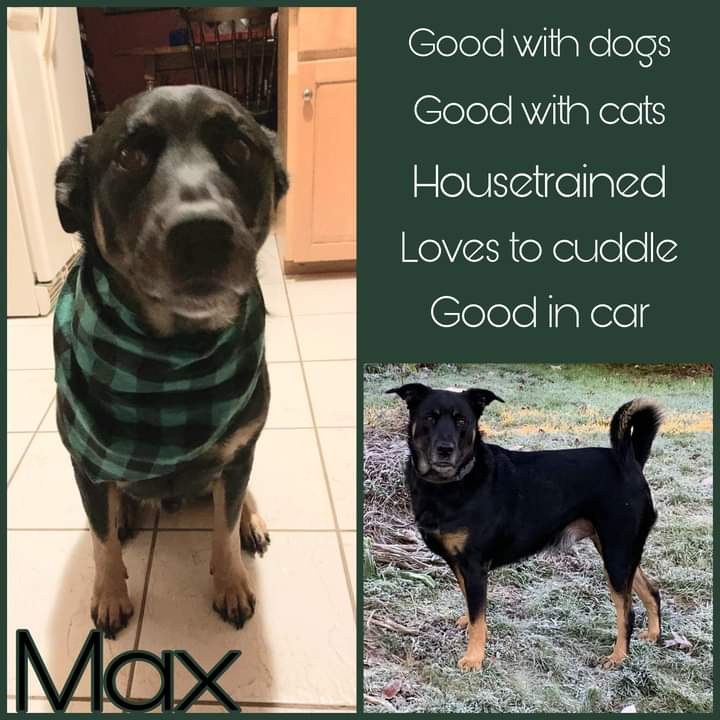 Safe a Life Adoption Spotlight