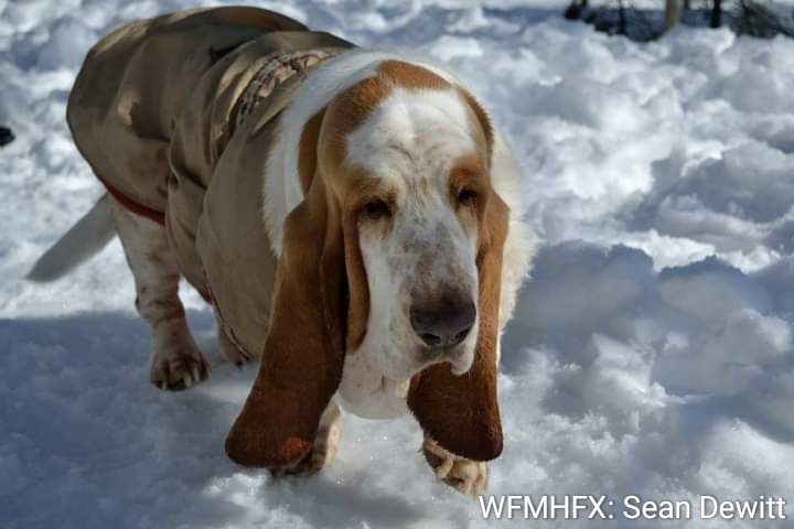 Police remind citizens to look out for their furry friends