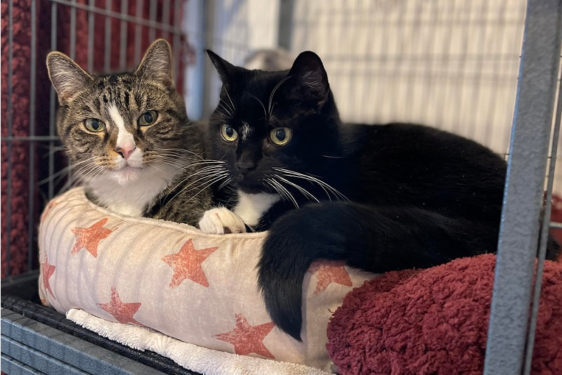 NS SPCA Additional Highlight  - Twinkle and Monty