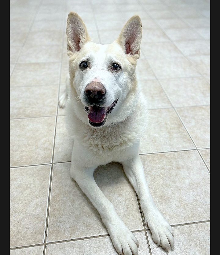 NS SPCA Adoptable Highlight - Luka