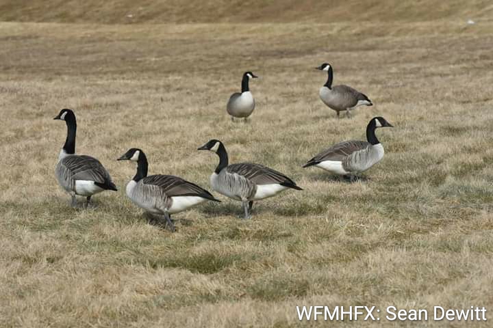 With the recent outbreak of Avian Influenza across the Maritimes, Hope for Wildlife would like to pass on some information and preventative measures that should be taken to help stop the spread of the virus