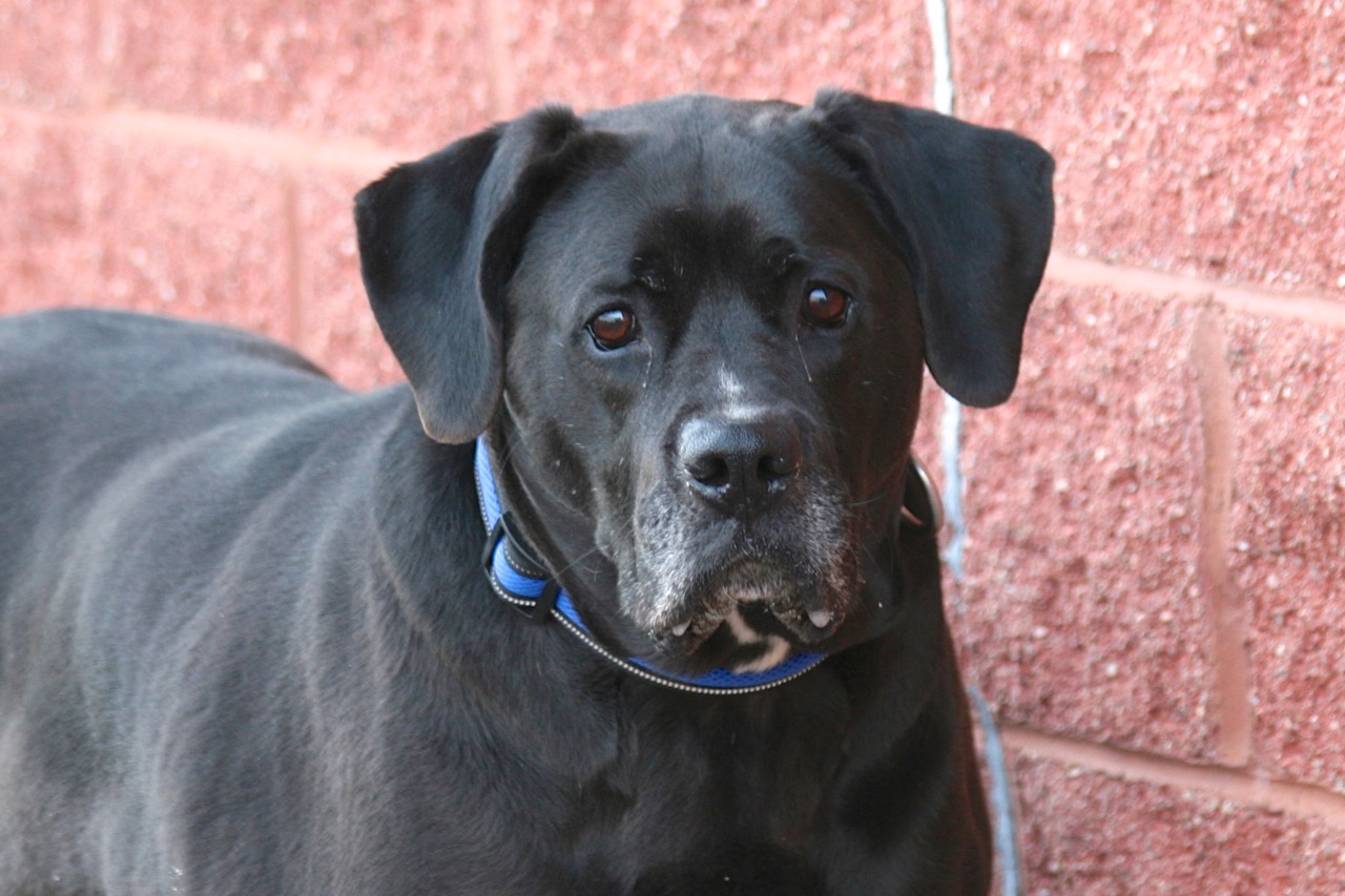 NS SPCA Adoption Highlight - Baxter