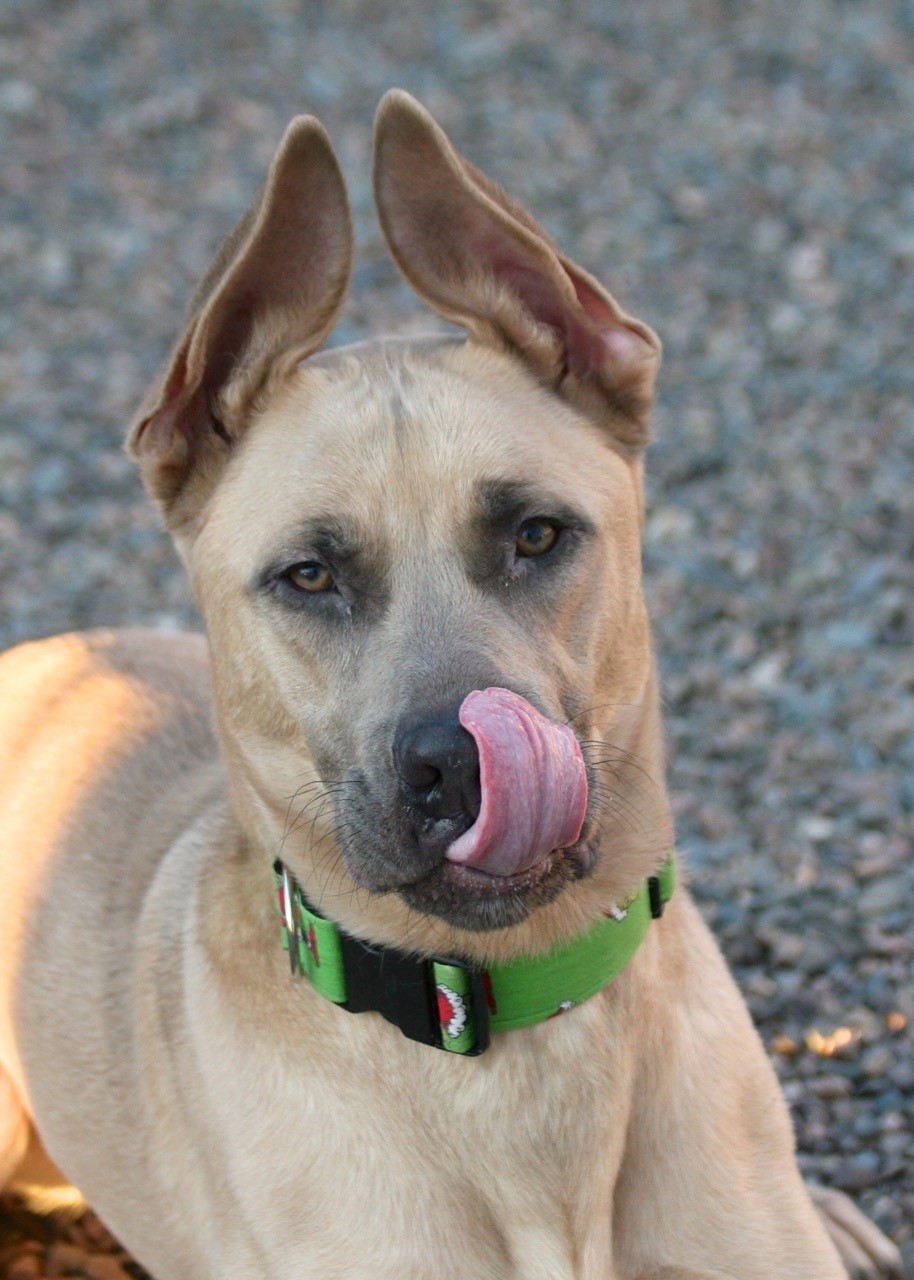 NS SPCA Adoptable Highlight - BUD