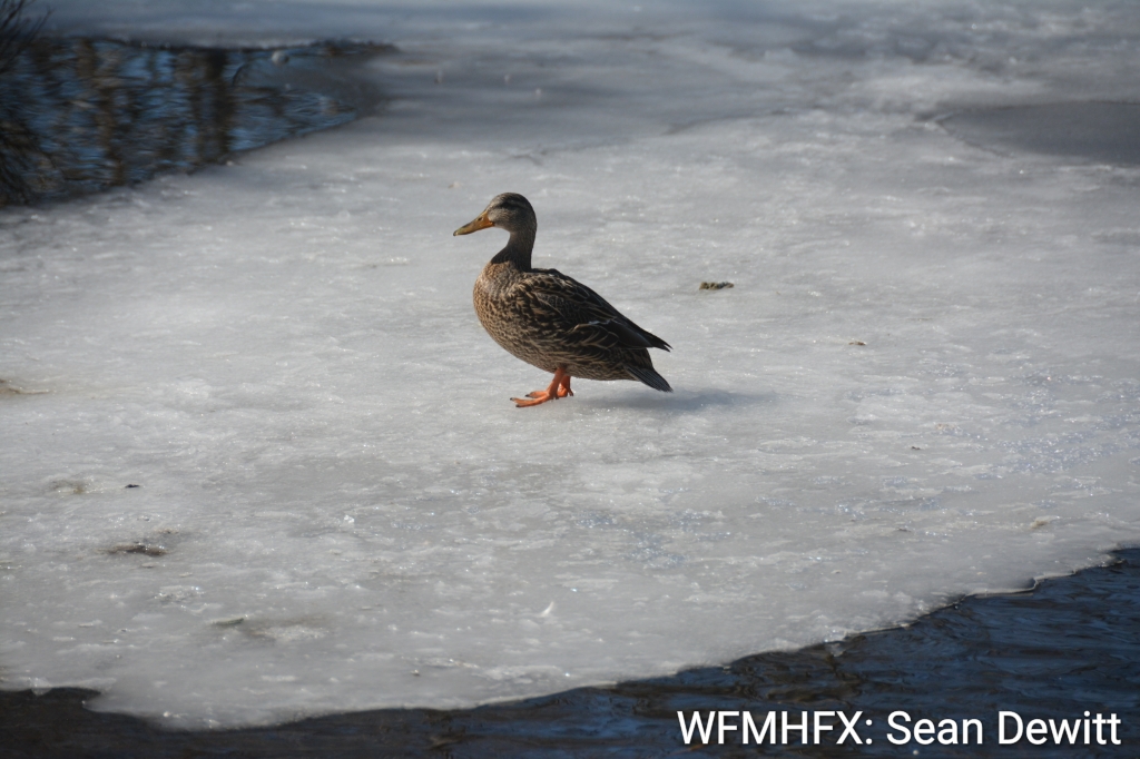 Residents urged to stay off frozen lakes and ponds as ice testing concludes