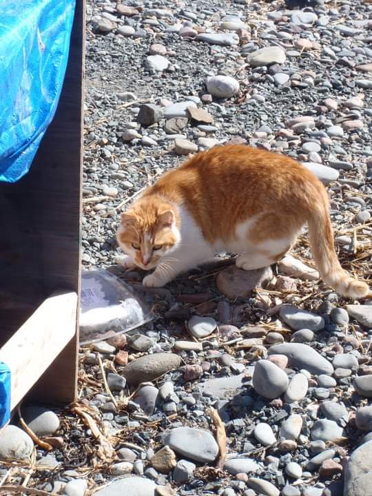 NS SPCA - Trap, Neuter, Return (TNR) Program 