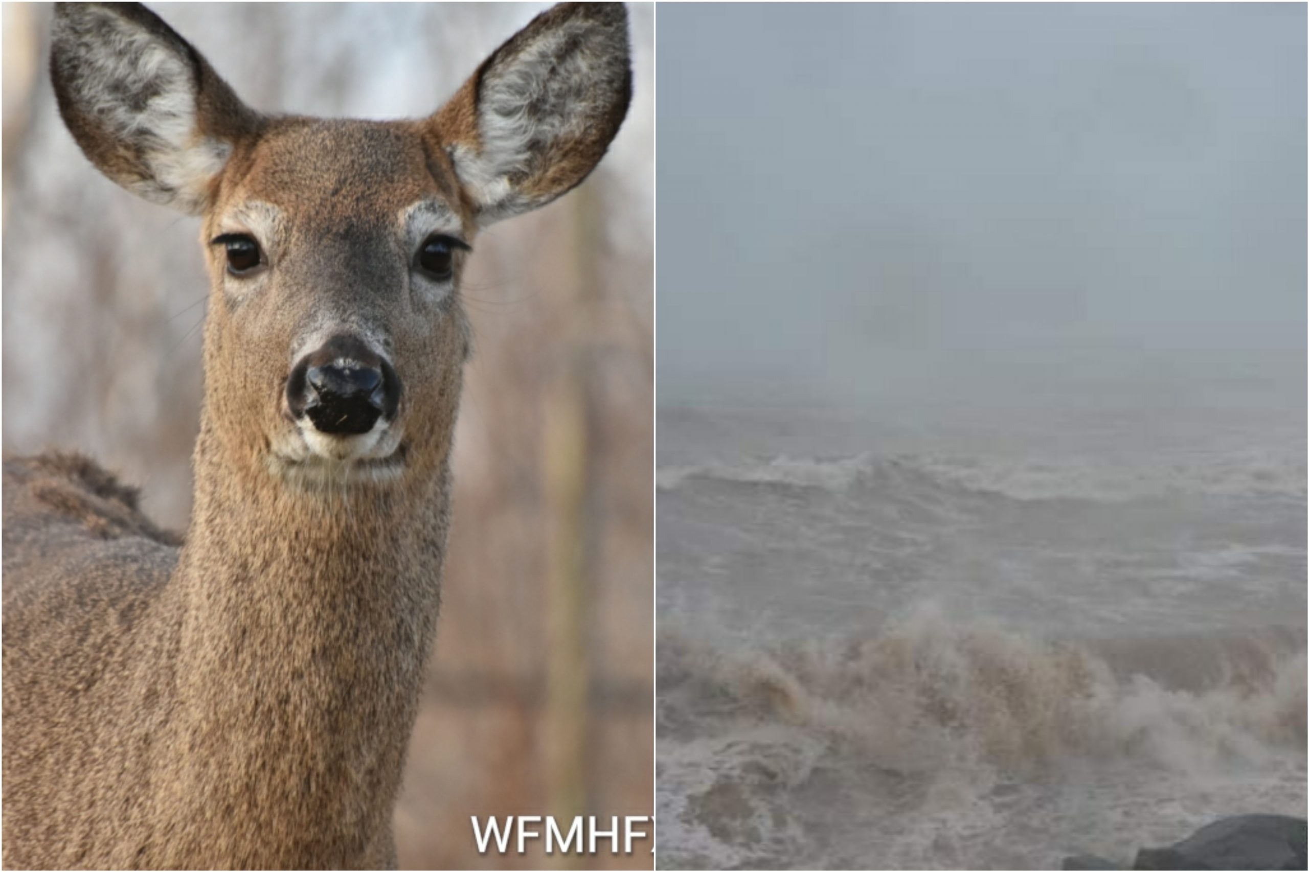 Amendments to Wildlife Act  / Amendments to Marine Renewable-energy Act