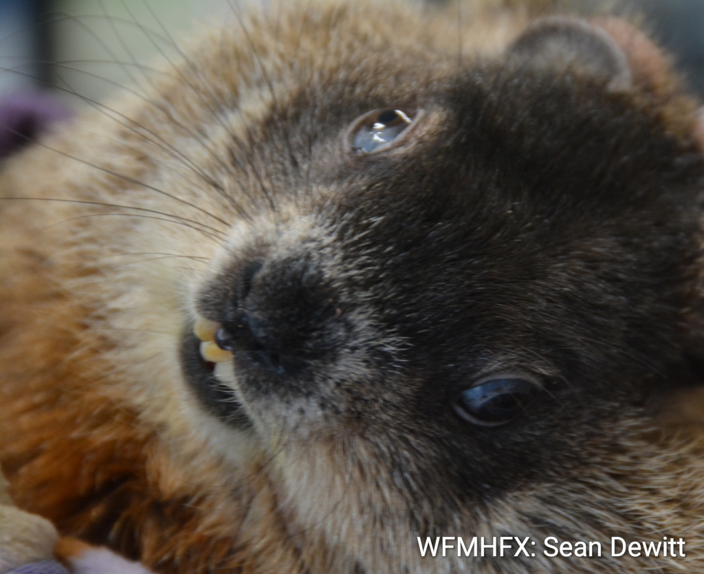 Even through a pandemic, the important work of the amazing Hope for Wildlife continued