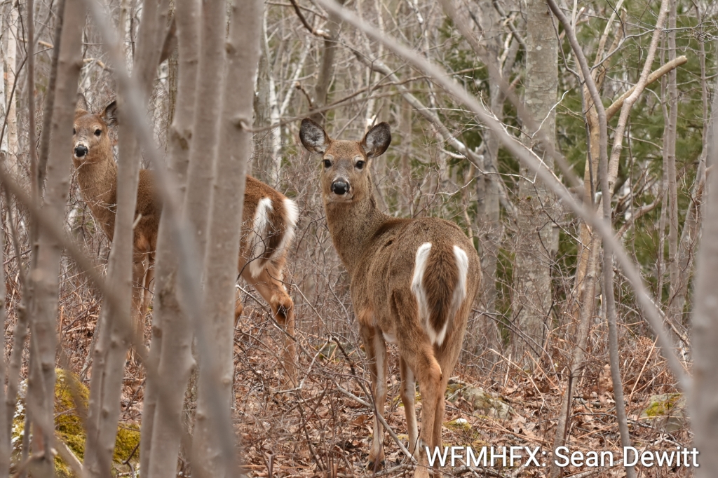 Province Making Progress on Implementing New Forest Practices Guide