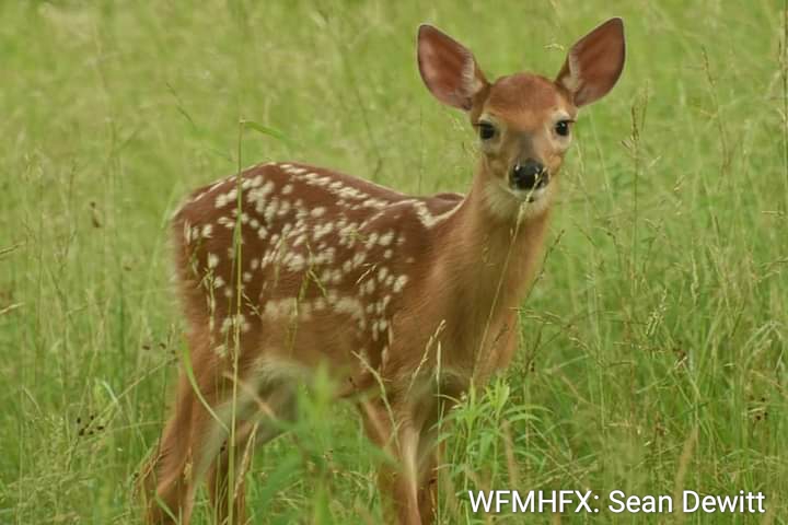 Did you know that mother deer leave their fawns alone on purpose?