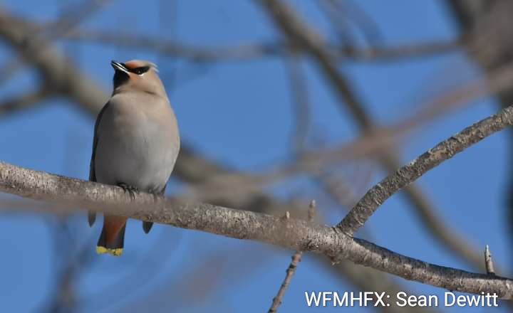 The sounds of spring