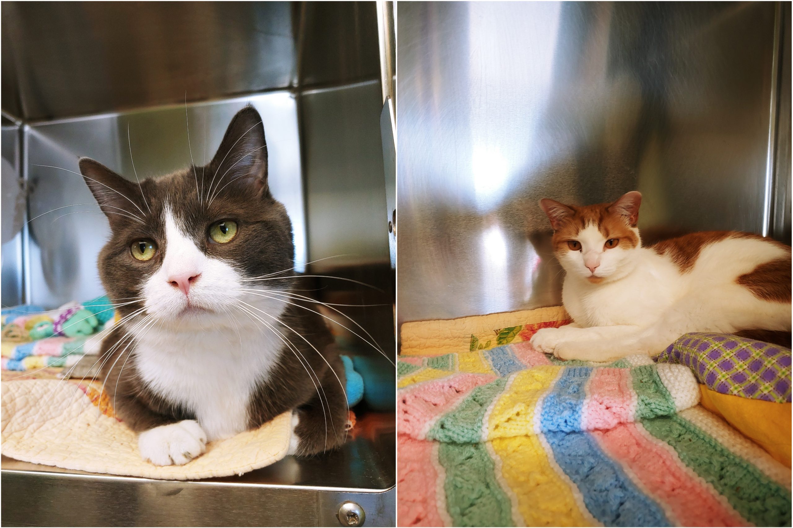 NS SPCA Adoption Highlight - Dodge and Chevy