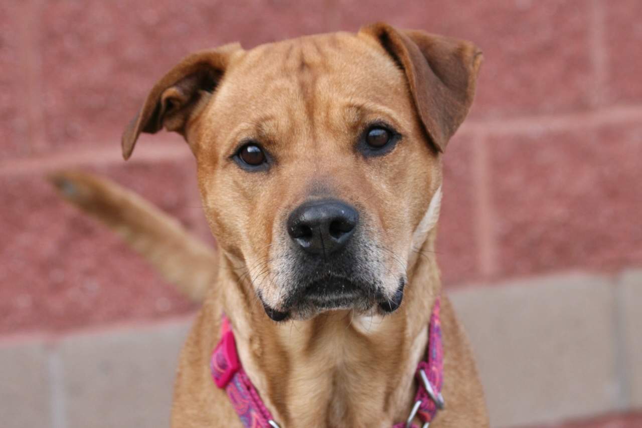 NS SPCA Adoptable Highlight - Mindy