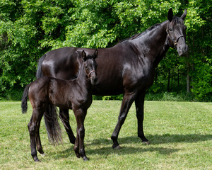 RCMP - Naming our newborns: Name the Foal contest