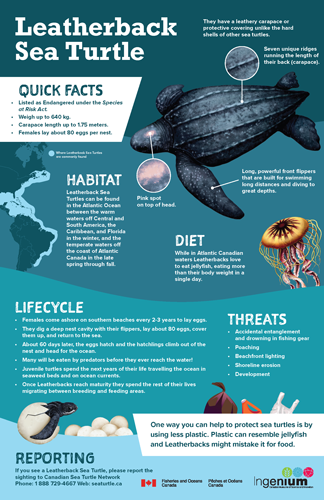 Ingenium and Fisheries and Oceans Canada have teamed up to highlight some of the marine species found in Canadian waters that are currently listed as species at risk