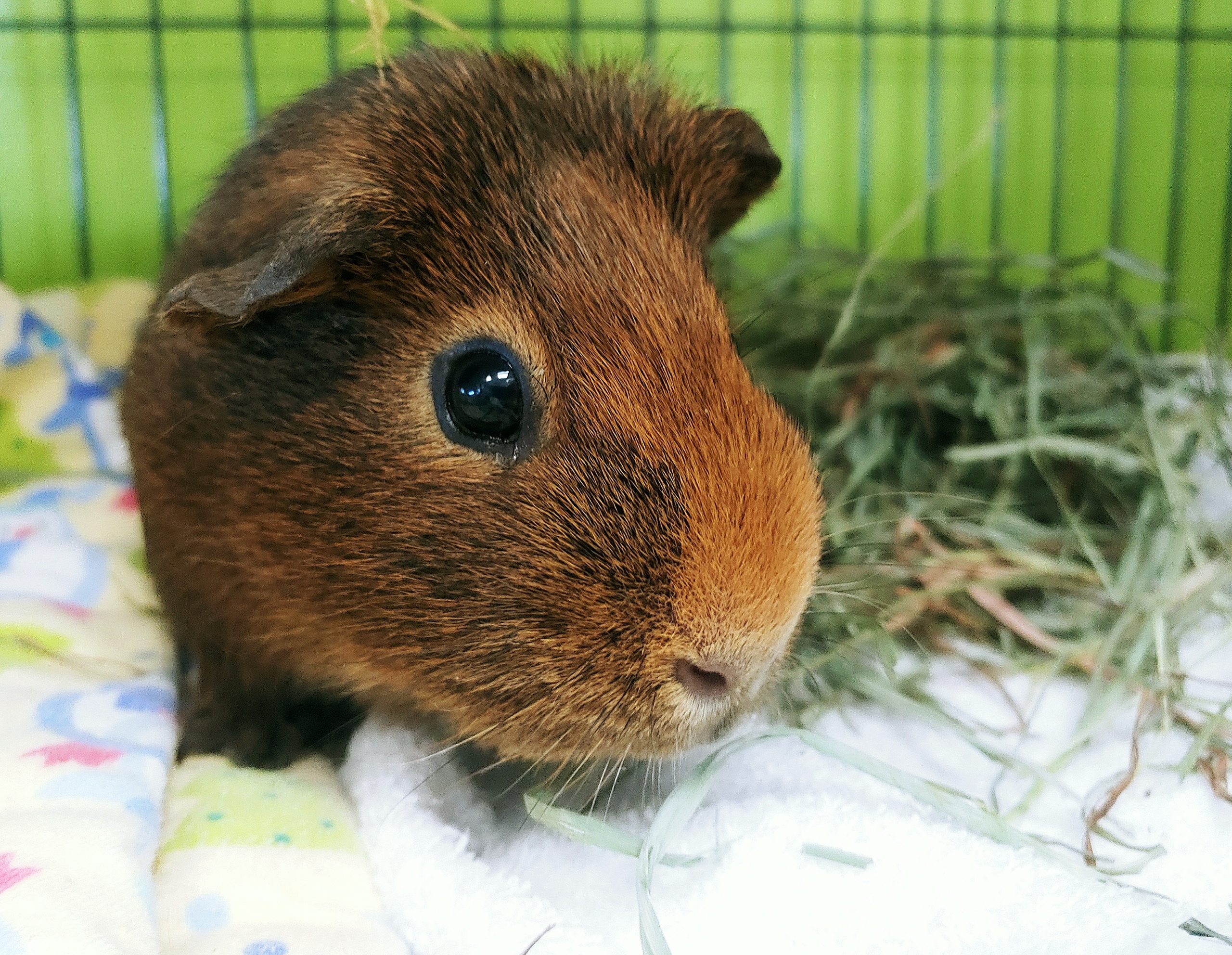 NS SPCA Adoption Highlight - Wombat