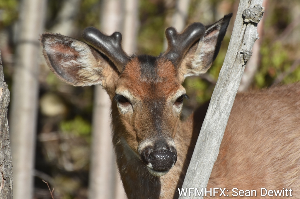 Fines Protect Wildlife Habitat, Watercourses