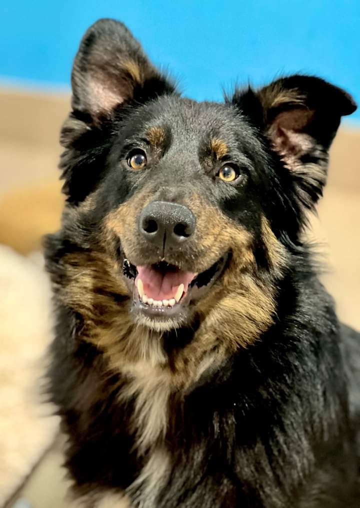 PLEASE SHARE and help us find a loving family for Harold