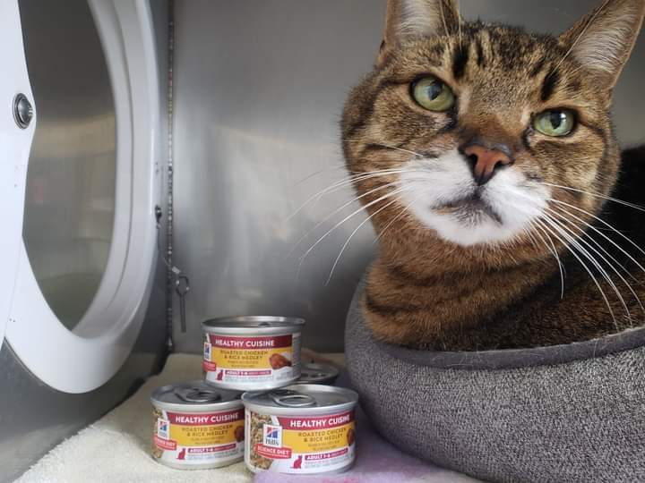 Can you help Tobias and his shelter friends?