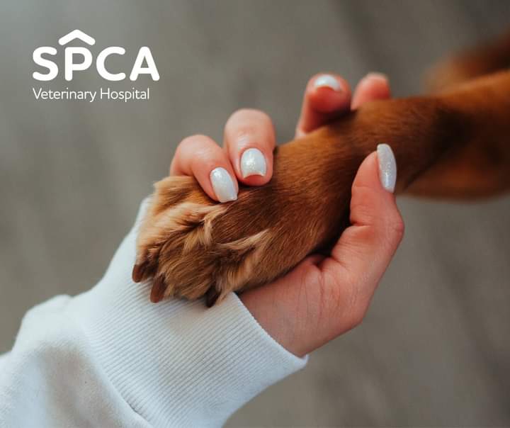 The Nova Scotia SPCA is offering a free five-week Resilience Support Group to any veterinary team member or animal shelter worker living in Canada