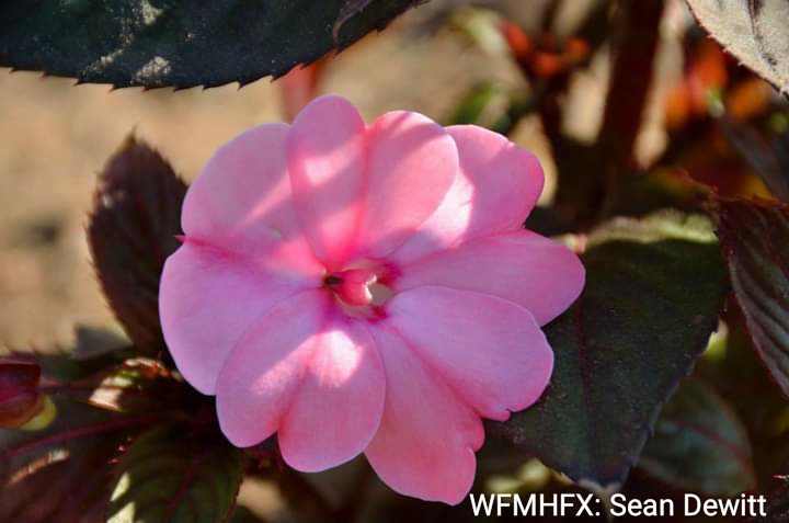 As part of our participation in “Year of the Garden”, the Halifax Regional Municipality is inviting the public to two Greenhouse Open Houses