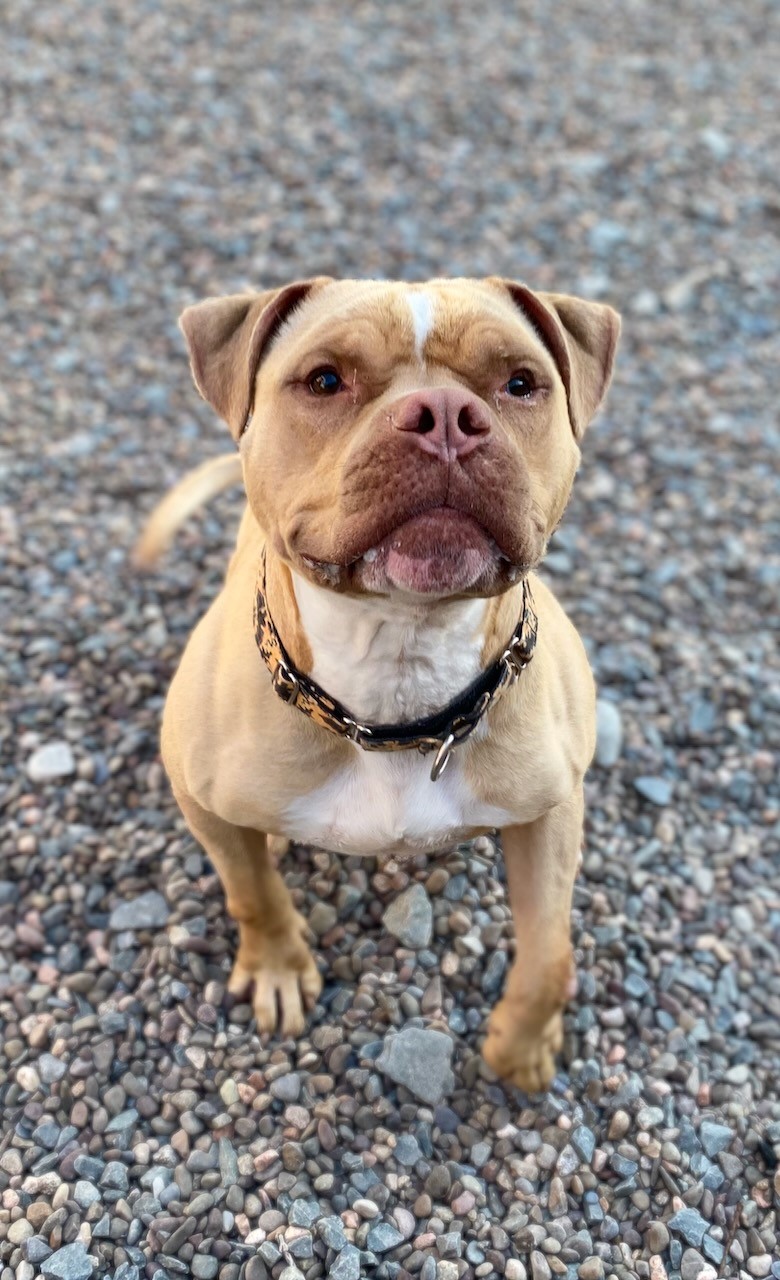 NS SPCA Adoptable Highlight - Titan