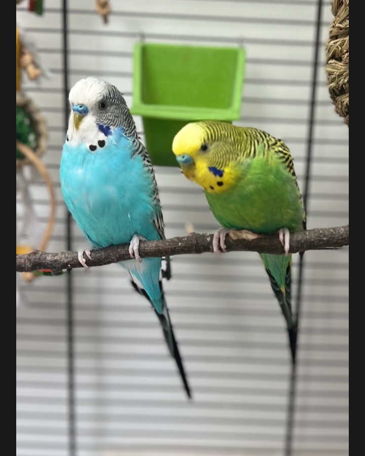NS SPCA Adoptable Highlight - Terrence and Kevin Cooey