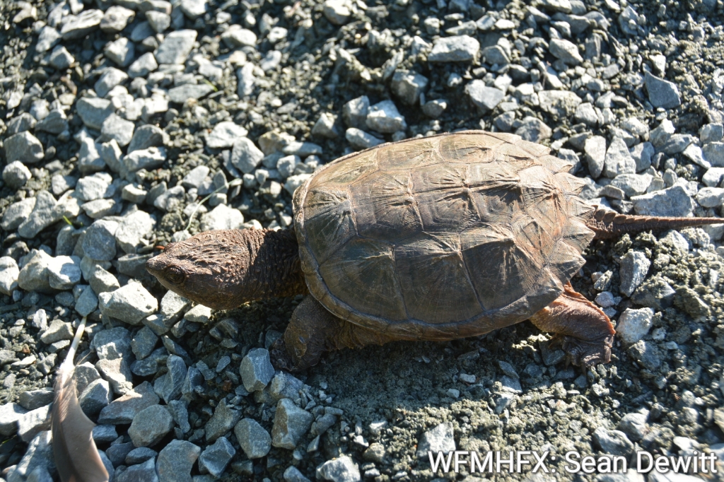 If you need to help a turtle crossing the street, only assist if it is safe for you to do so