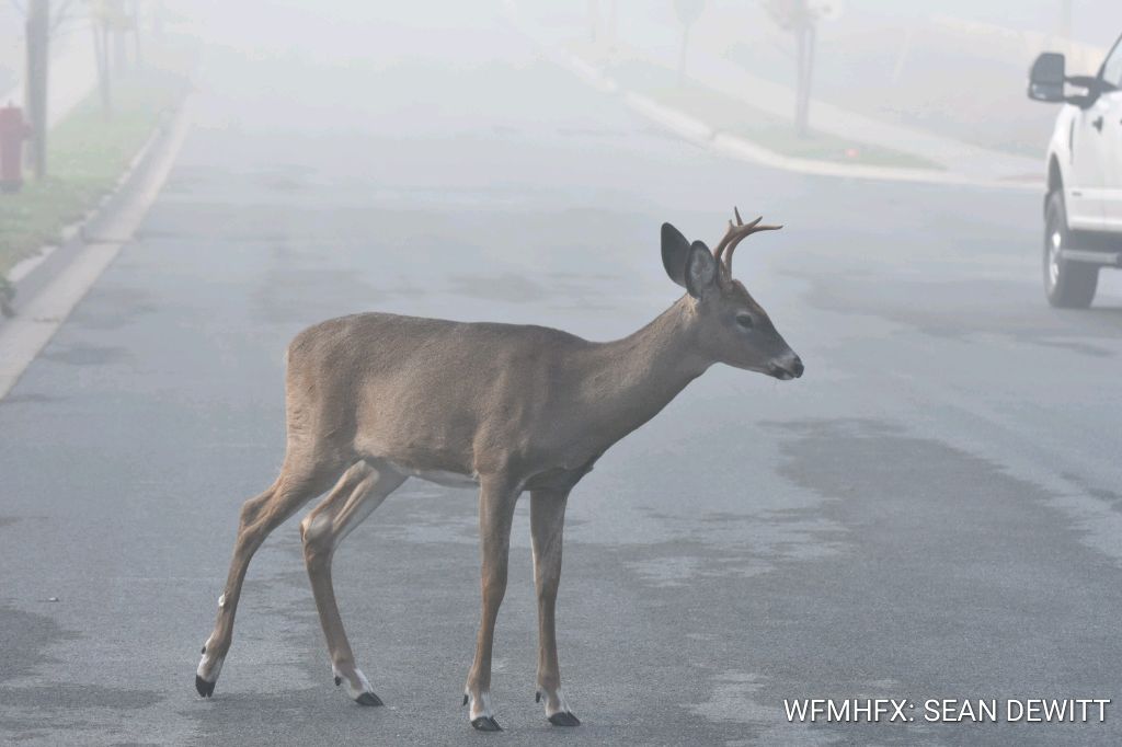 Tips For Preventing Wildlife Vehicle Collisions Via Watch For Wildlife