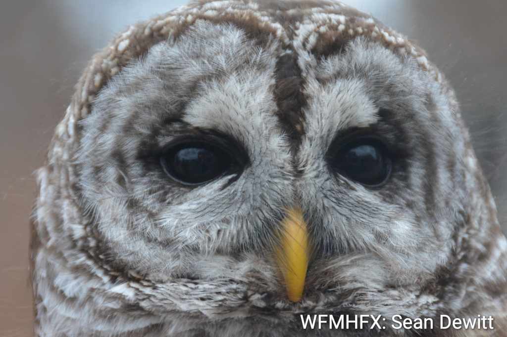 Barred owls look quiet and introspective, but they can actually be quite chatty in the wild