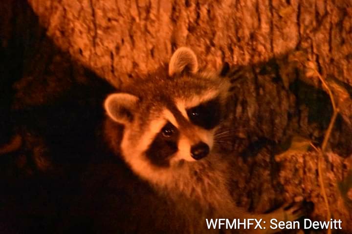 How to raccoon-proof your garbage
