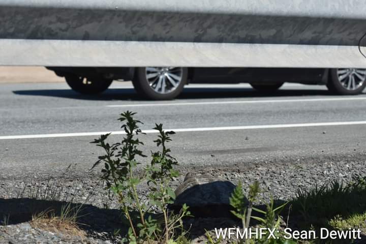 Many turtles, including snappers, have been or are beginning to migrate to nesting grounds to lay their clutch