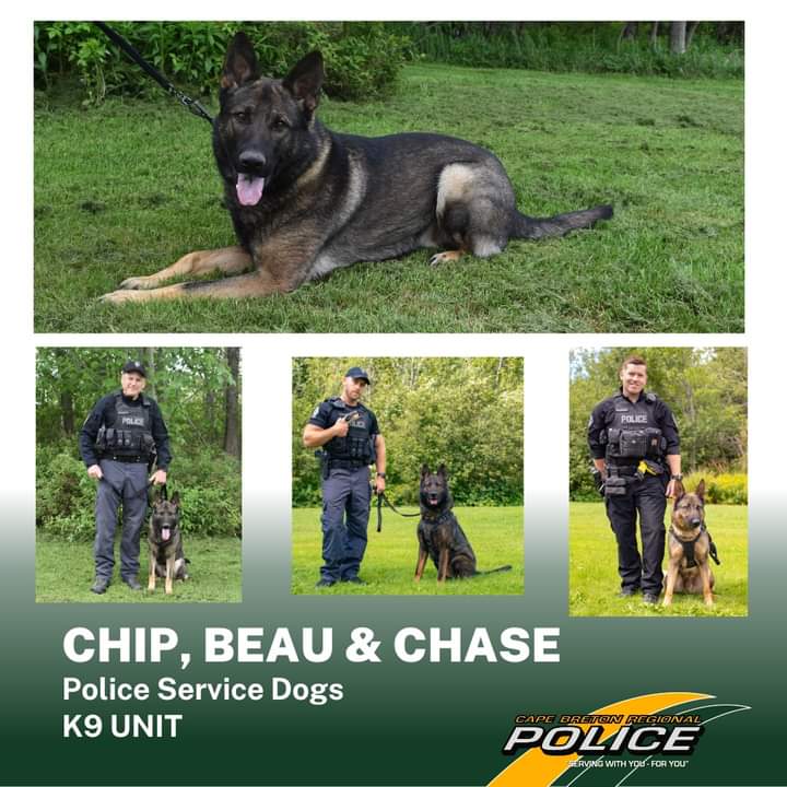 Meet the newest canine member of the CBRPS... Police Service Dog "CHIP"!