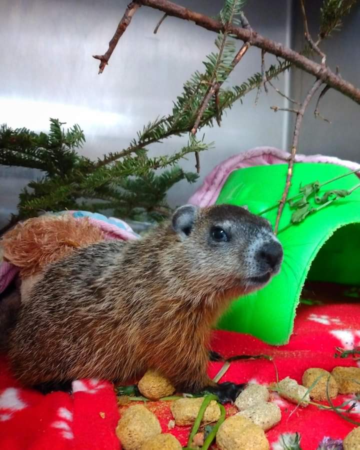 Burt is a very small orphaned baby groundhog that came to Hope a couple of weeks ago