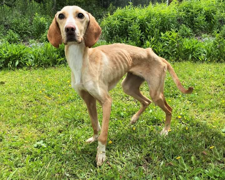 Skin and bones. That’s all Greenie and his dog friends are. They desperately need your help