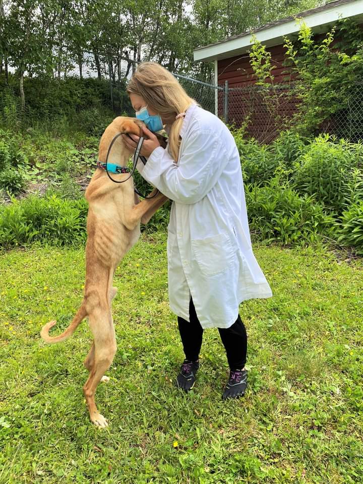 Update on the 5 emaciated dogs