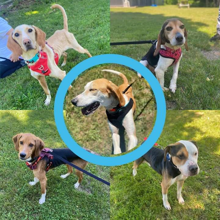 (Update) Charges Laid in Case of Five Dogs in Distress