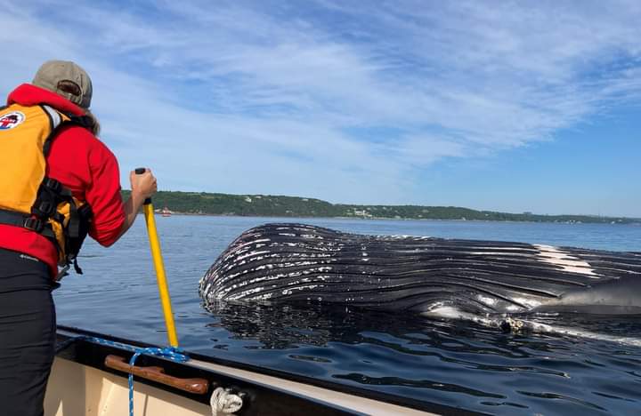 Thursday evening MARS received a report of a dead, floating whale in the outer approaches of Halifax Harbour