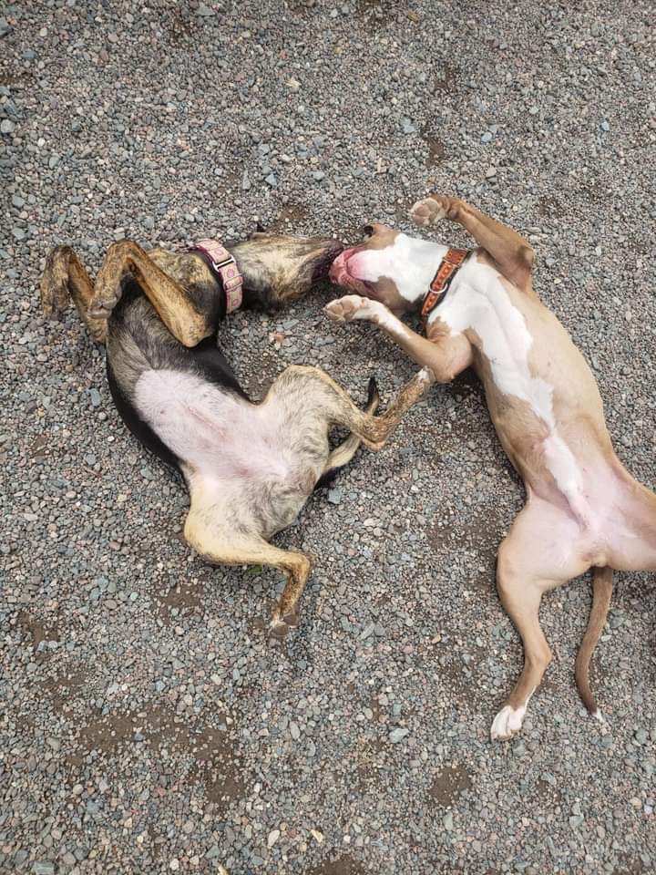Sweet Pea and Valentino Need Your Help