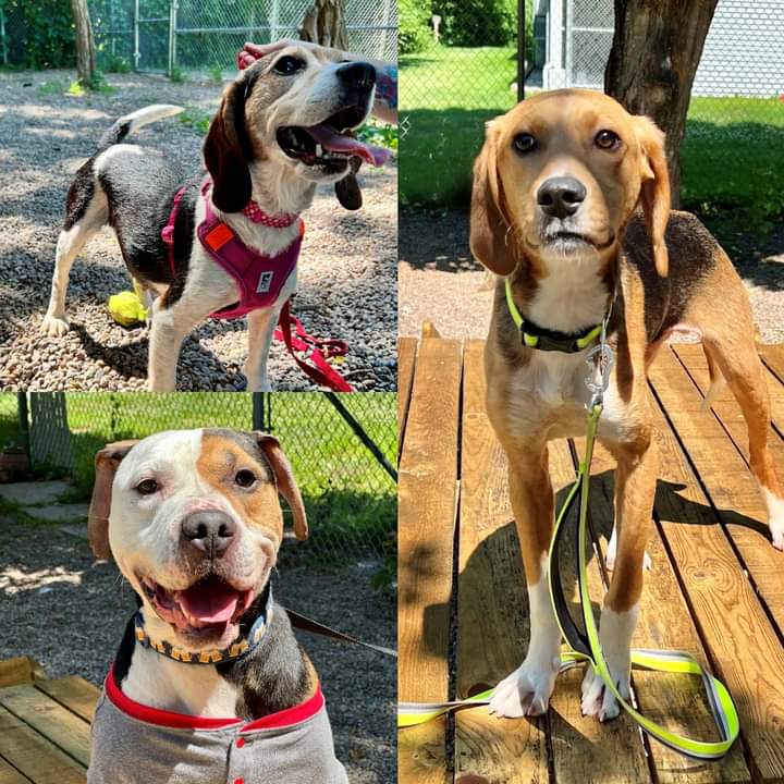 NEW – Update on the 5 emaciated dogs