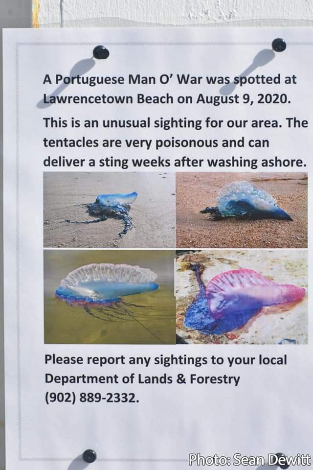 A report of a recent discovery of a Portuguese man o war was recently posted online at or near Lawrencetown Beach