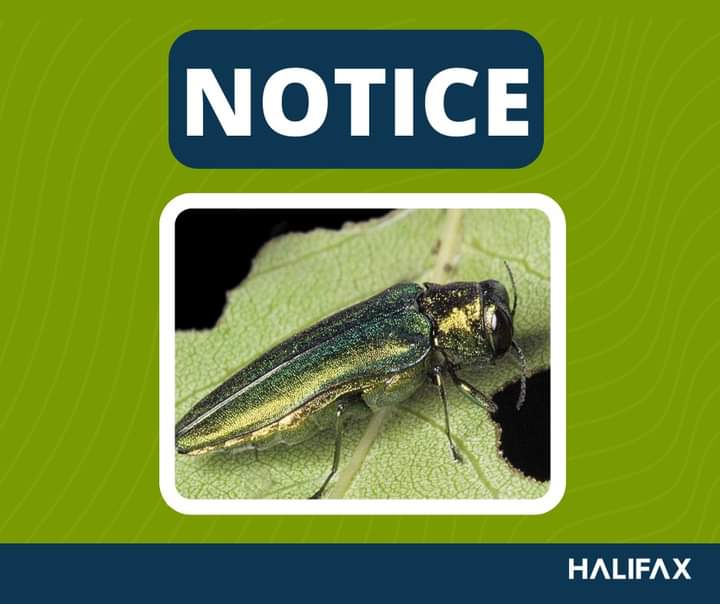 Removal of trees in DeWolf Park due to Emerald Ash Borer