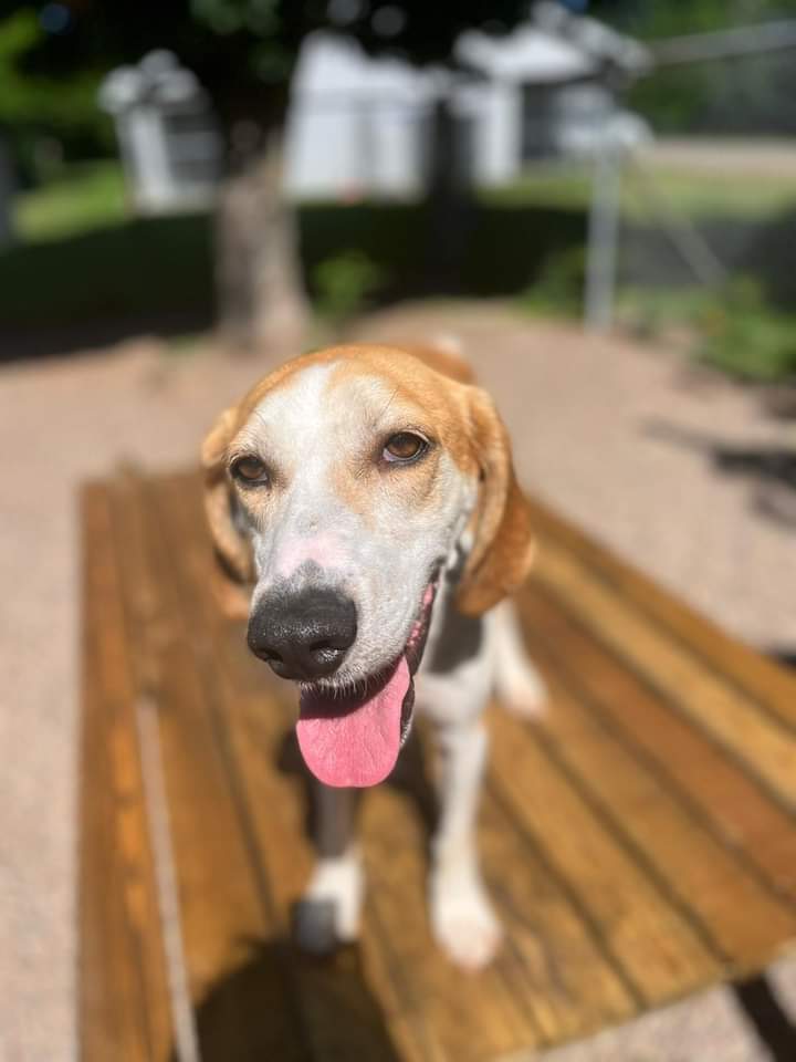 Orange you glad that Orangie is up for foster-to-adopt!