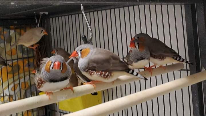 Calling all finch lovers! Adoptions needed!