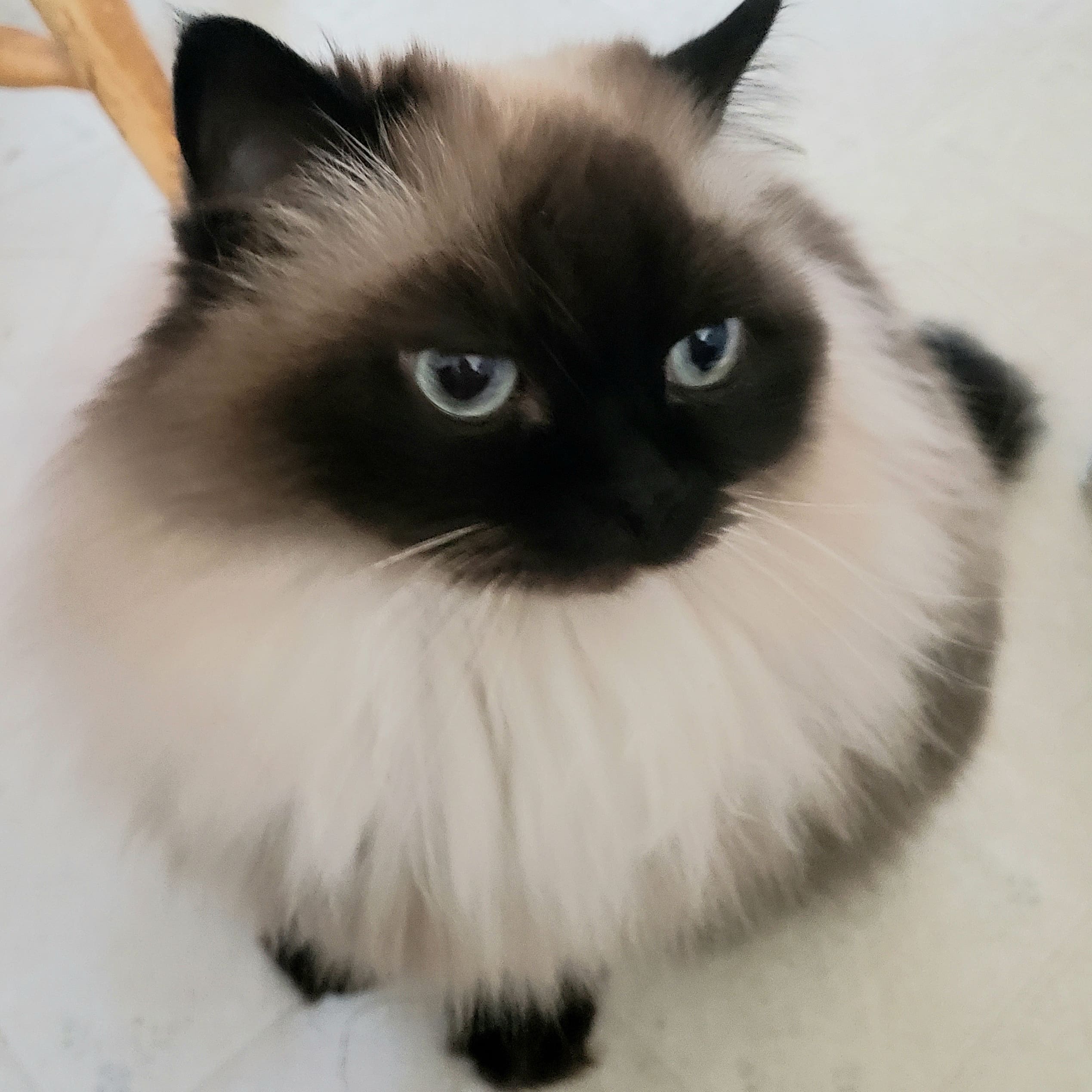 Today is International Cat Day!