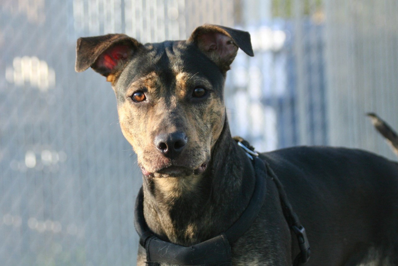 NS SPCA  Adoptable Highlight - Sweet Pea