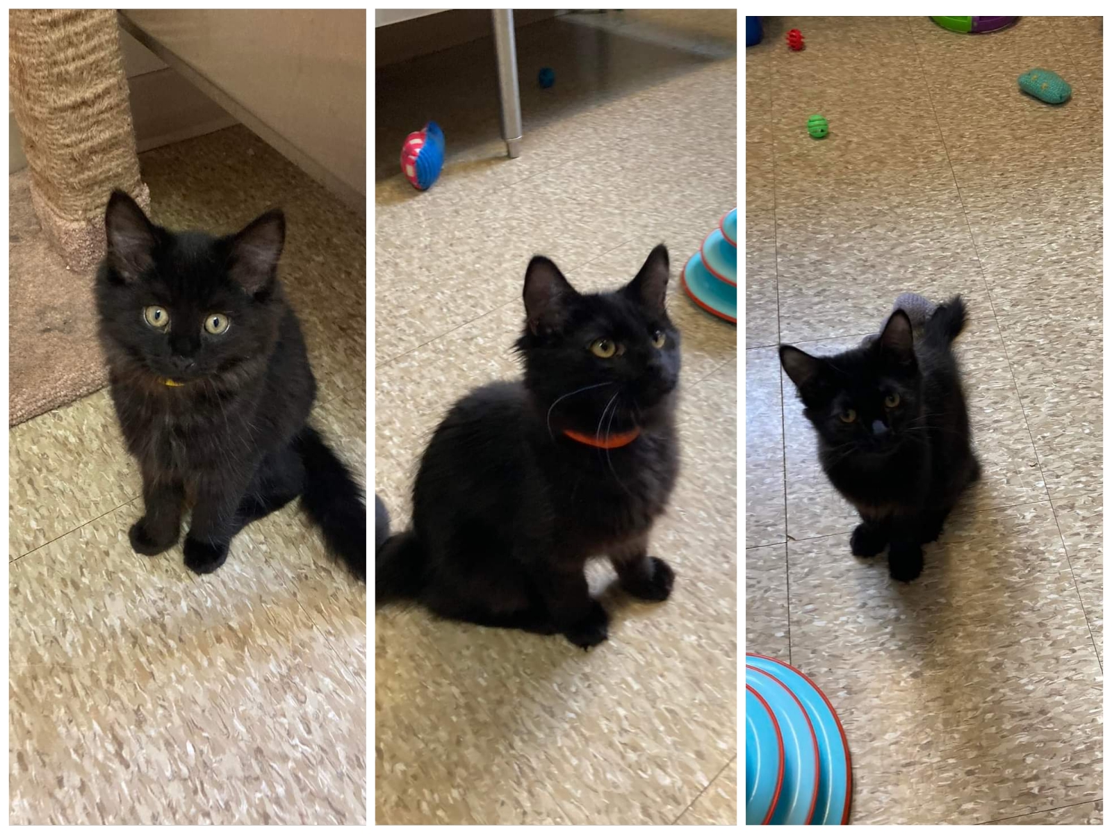 A-Jay, Alias and Andy are long haired black kittens that are available for adoption